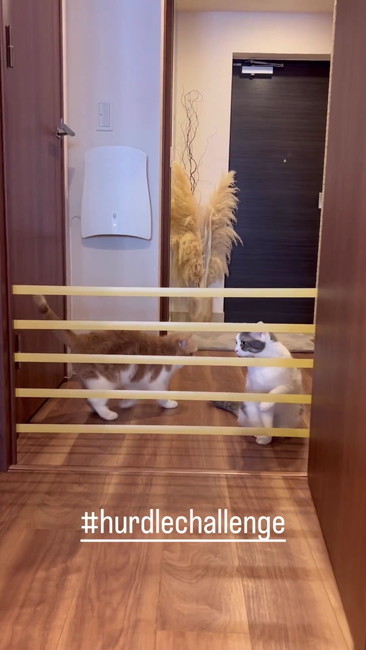 バツが悪そうな兄