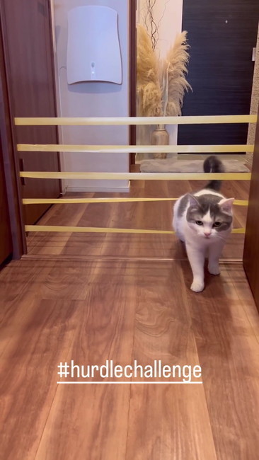 やっぱりくぐった