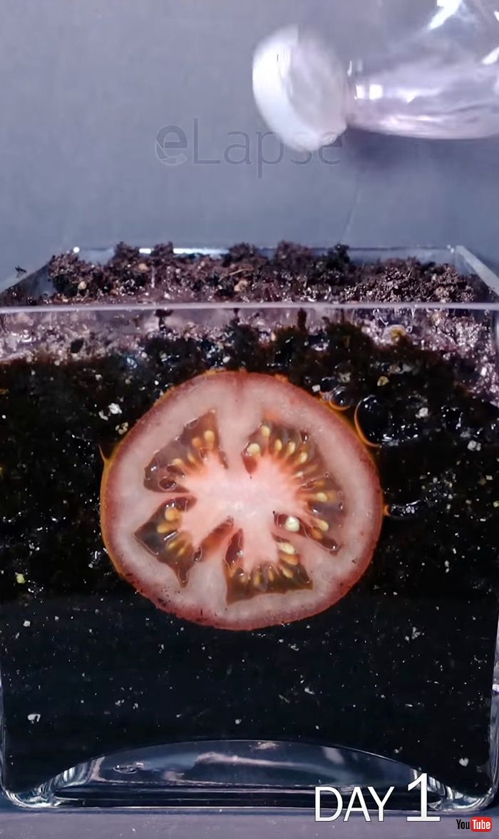 切ったトマトを土に埋めた18日後……　カビに侵食された後に起こるまさかの現象に「興味深い！」「とても美しい」