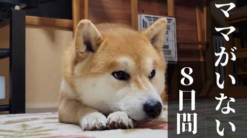 寂しい柴犬