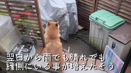 待ち続ける柴犬