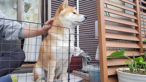 パパと柴犬