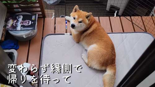縁側で待つ柴犬
