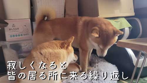 家族に寄り添う柴犬会