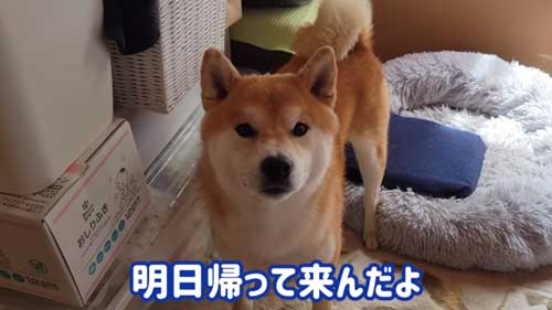 言葉に反応する柴犬