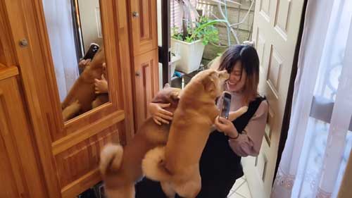 涙の再会柴犬