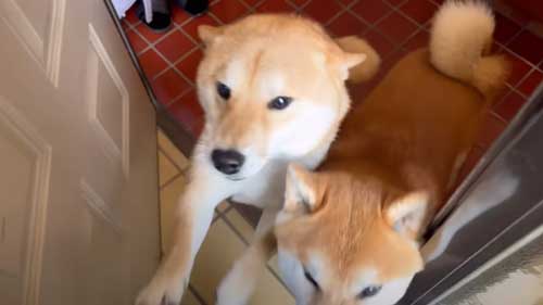 ママと柴犬の再会