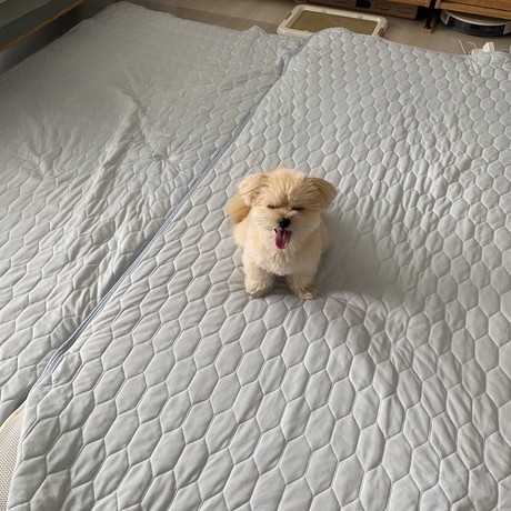 修学旅行ごっこするワンコ