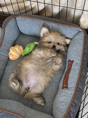 おなかを見せるワンコ