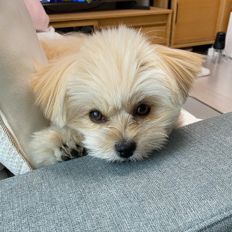 お目々きゅるきゅるのワンコ