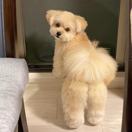 外行きたいワンコ