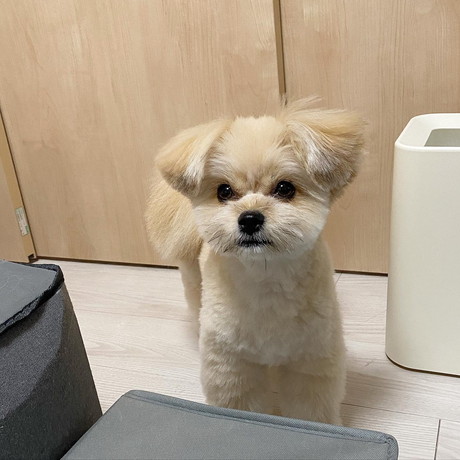 圧かけるワンコ