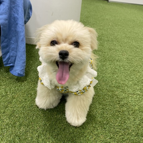 幸せそうなワンコ