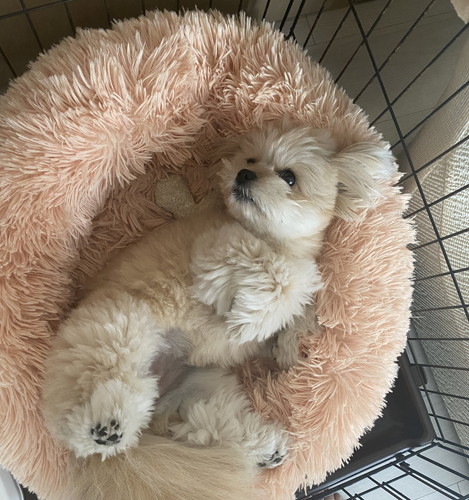 まったりするワンコ