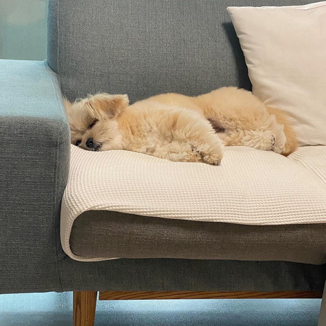 ワンコ天使の寝顔