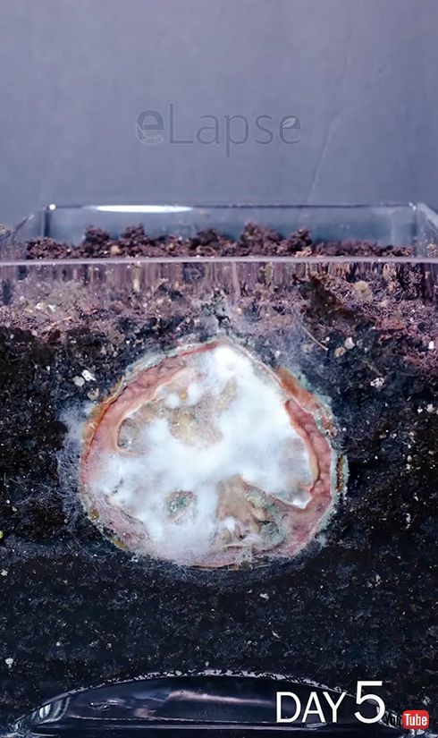 タイムラプス トマト 植物