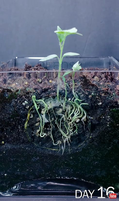 タイムラプス トマト 植物