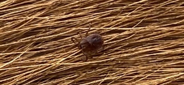  奈良公園　シカ　鹿　マダニ