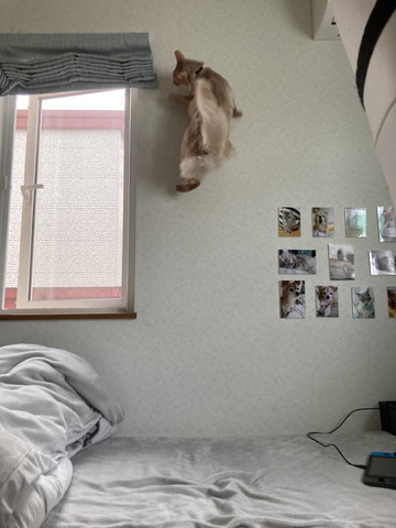 壁を走る猫後ろ姿