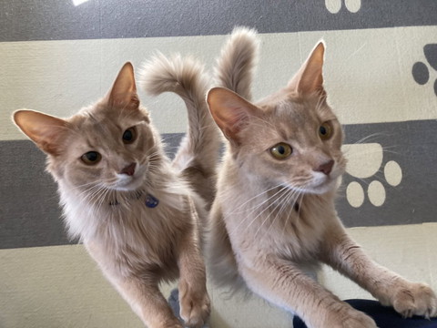 ヒザに乗ろうとする猫2匹