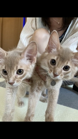 抱っこされてる子猫たち