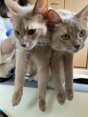 持ち上げられる猫2匹
