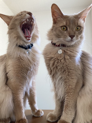 あくびしてる子と真顔の猫