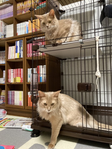 上から下の猫を見てる猫