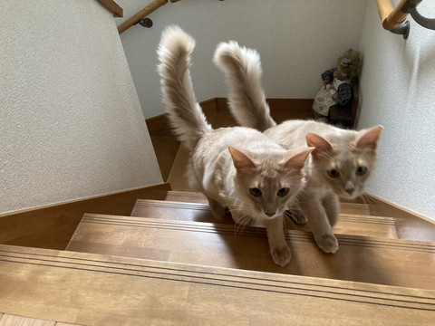階段のぼる2匹