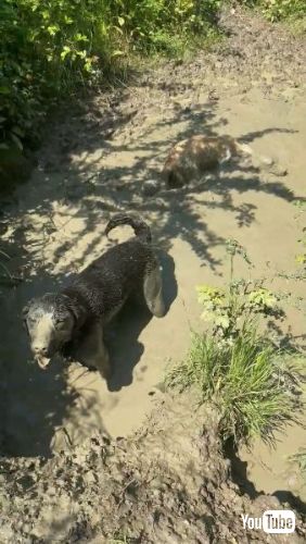 泥だらけの大型犬たち