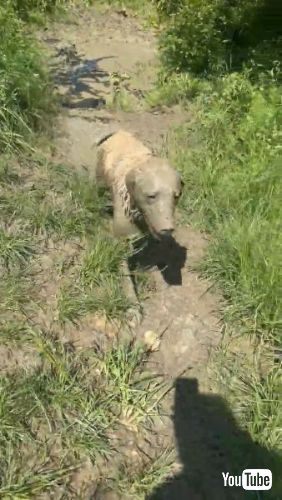 まるで別犬のようなレトリバーたち