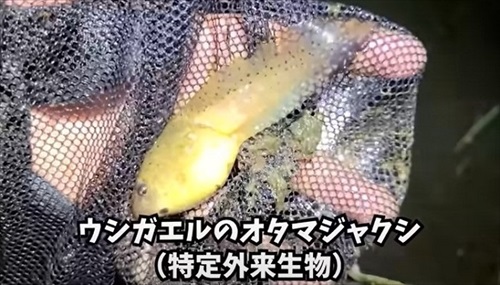 ウシガエルのオタマジャクシ