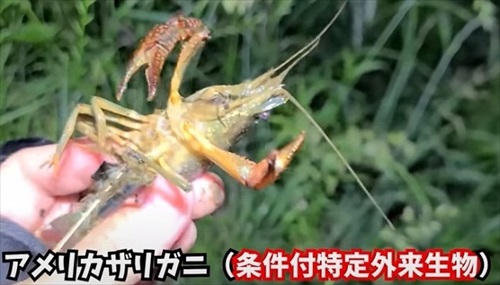アメリカザリガニ
