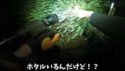 草むらでホタル発見