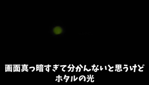 ぼんやり光る生物