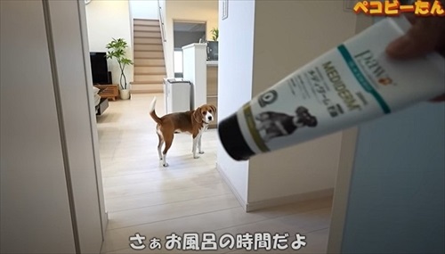 犬用シャンプーを見た犬