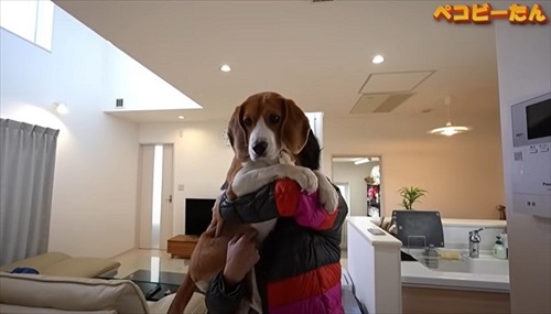 抱っこされた犬