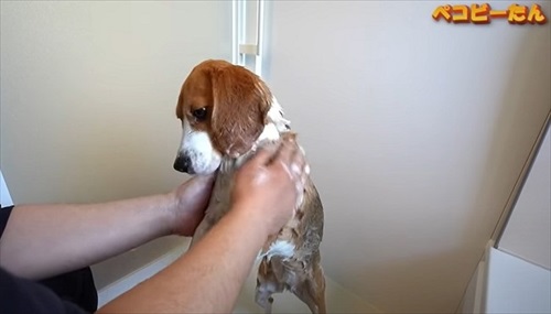 シャンプーされる犬