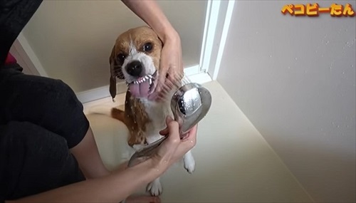 ママにシャワーされる犬