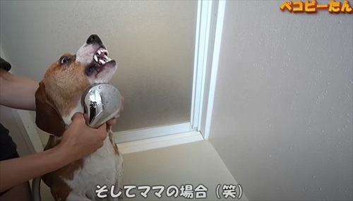 ママに乱心する犬