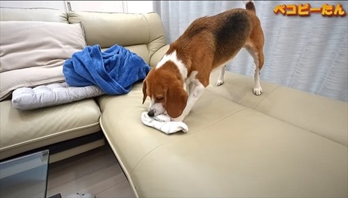 お風呂上がりでテンション高い犬