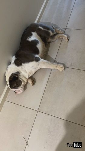 足が汚れたワンコ