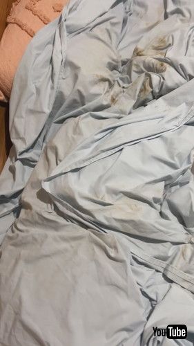 ベッドに乗った犬