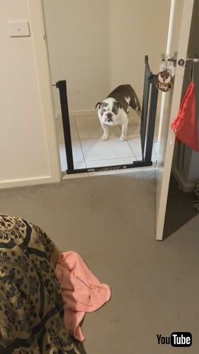 しかるにしかれない飼い主と犬