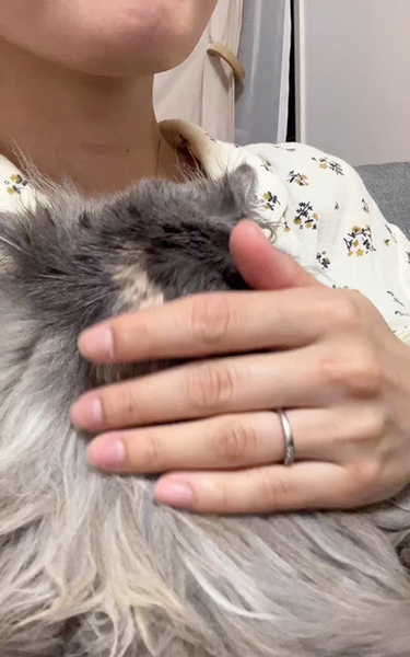 なでなでされる猫