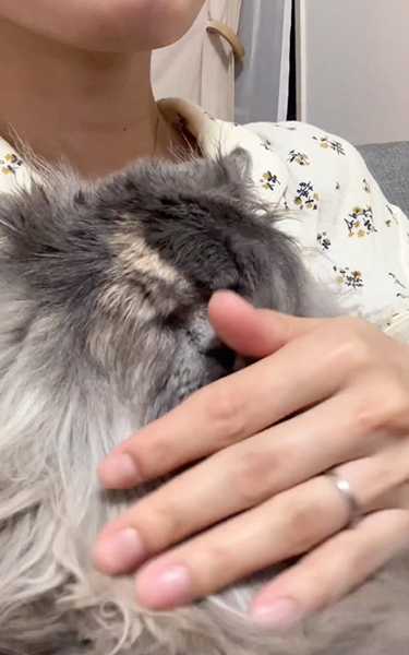 おばあちゃんみたいになった猫