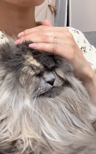 仙人みたいな猫