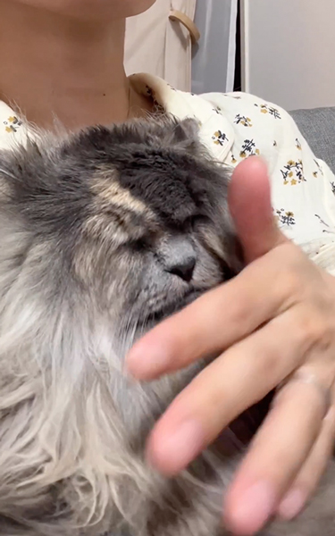 おばあちゃんみたいになった猫