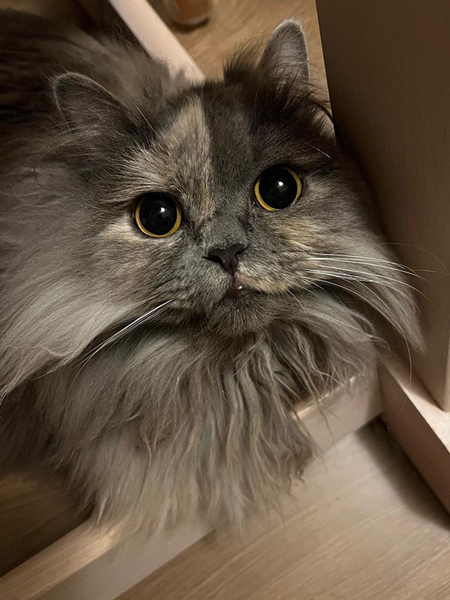 目がくりくりな猫正面の画像