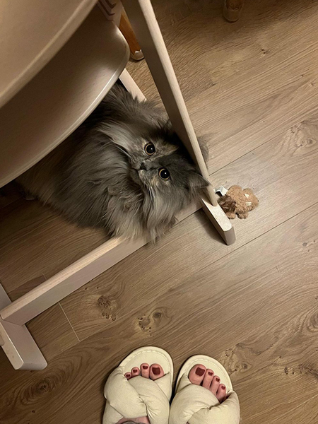 イスの下がお気に入りな猫